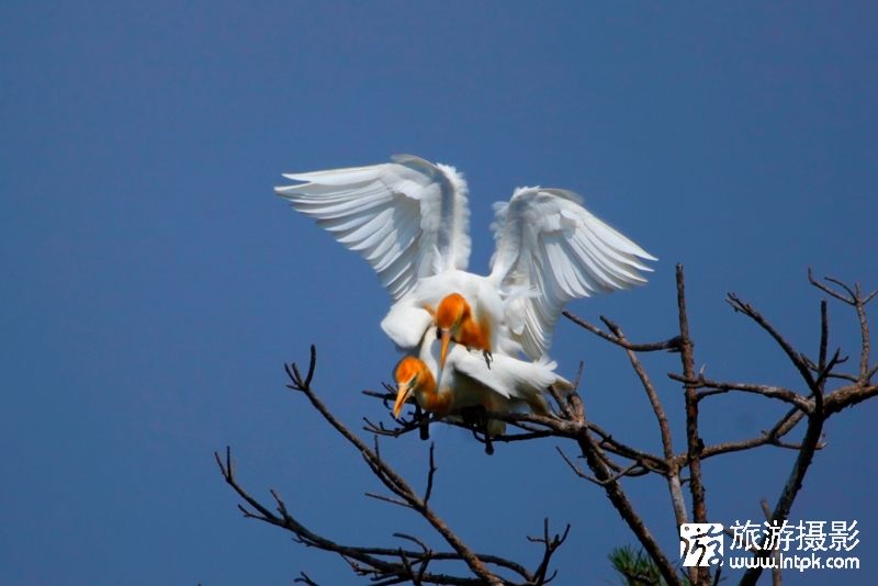 ţ
