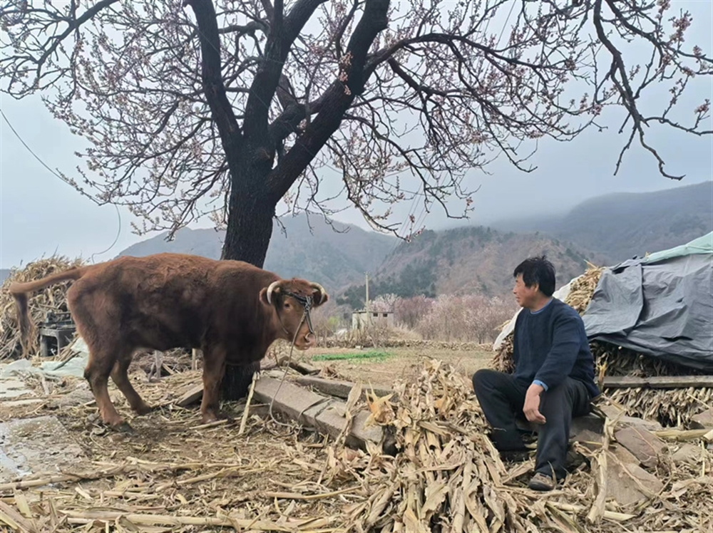 ţ