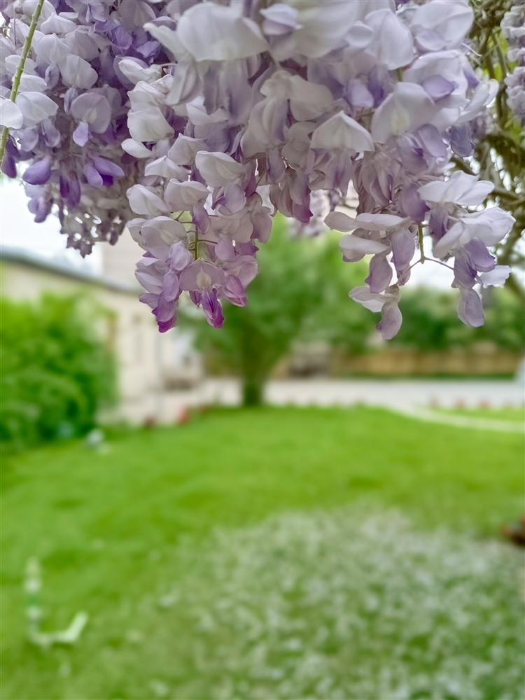 ĵζ