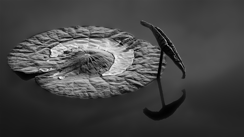 Ҷ
