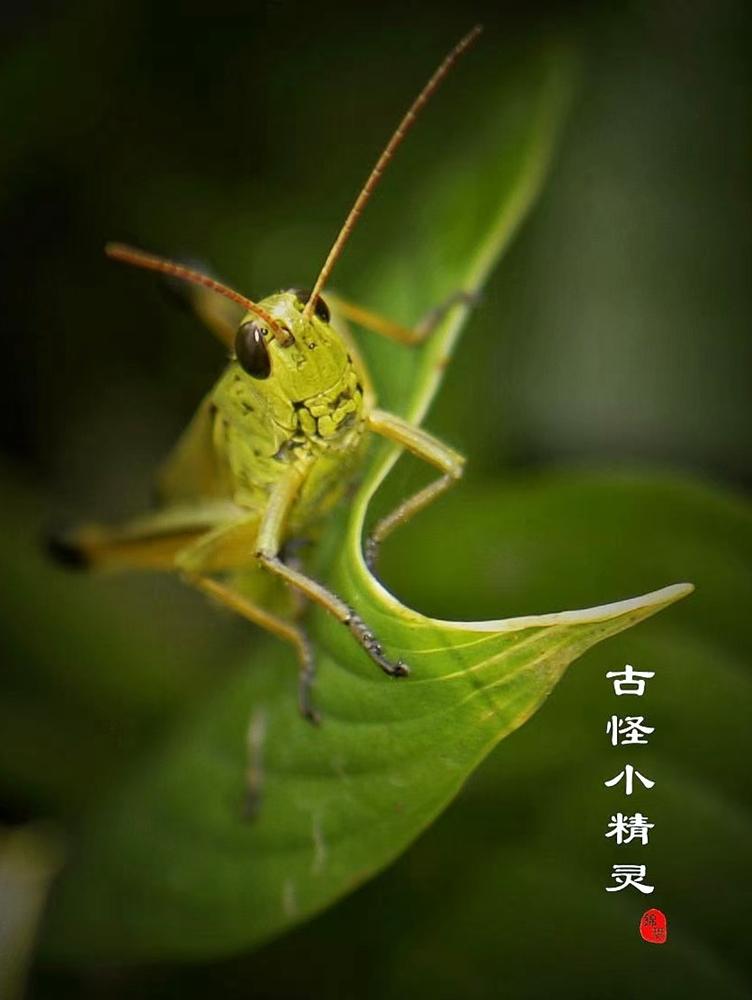ŹС