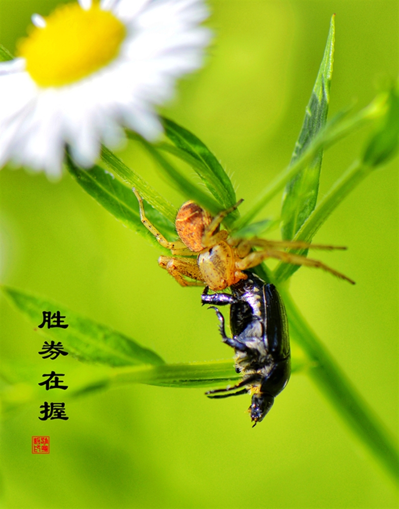 ʤȯ