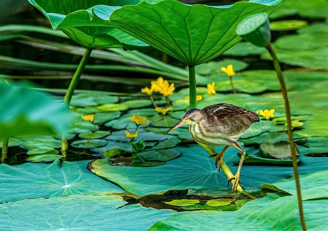 Ҷ