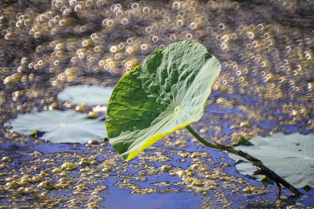 Ȧ