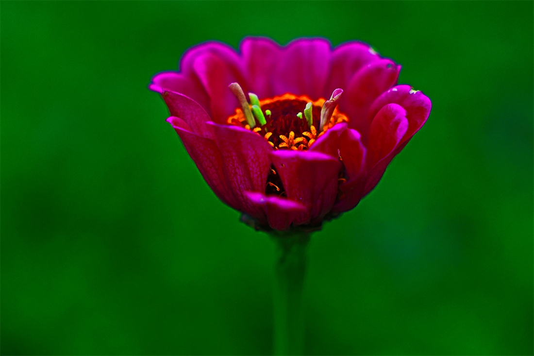 ʻ