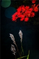 ɫ