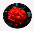 Ļŭ