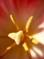 ΢Ļ