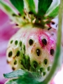 ۺĻ