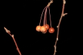 ʵ