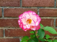һ֦