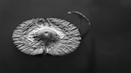 Ҷ