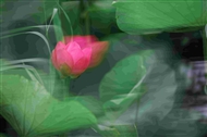 صλ