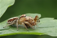 벶ʳ