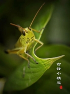 ŹС