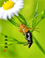 ʤȯ