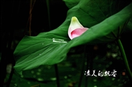 Ʈ