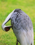 Ĵ