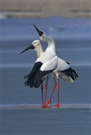 ʾ