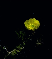 Ө