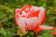 ĵ 
