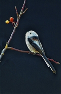 ʳ