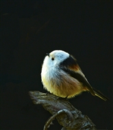 ˼