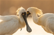 Ļ