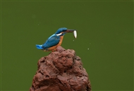 ʳ