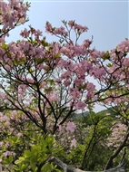ž黨