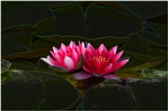 ˯