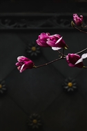 ǽ