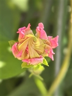 ǣţ