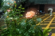 ¼