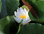˯
