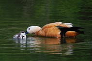 ǻ