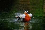ȿɰ