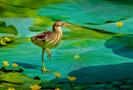 Ų