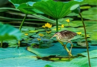 Ҷ