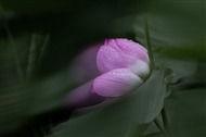Ӱ