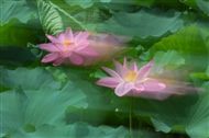 ĺ