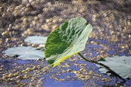 Ȧ
