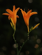 ƻ˵Ӣ