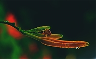 Ө͸