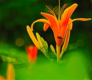ż¶