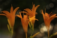 ϲ