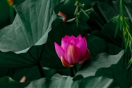 һ