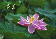 ֮桪ɻ