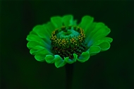 ʻ