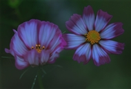 ˫